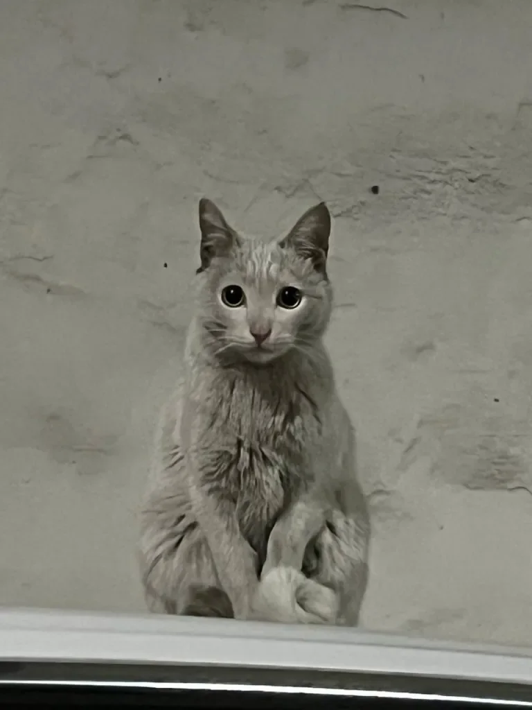 有些猫看人的眼神，像在决定你值不值得靠近