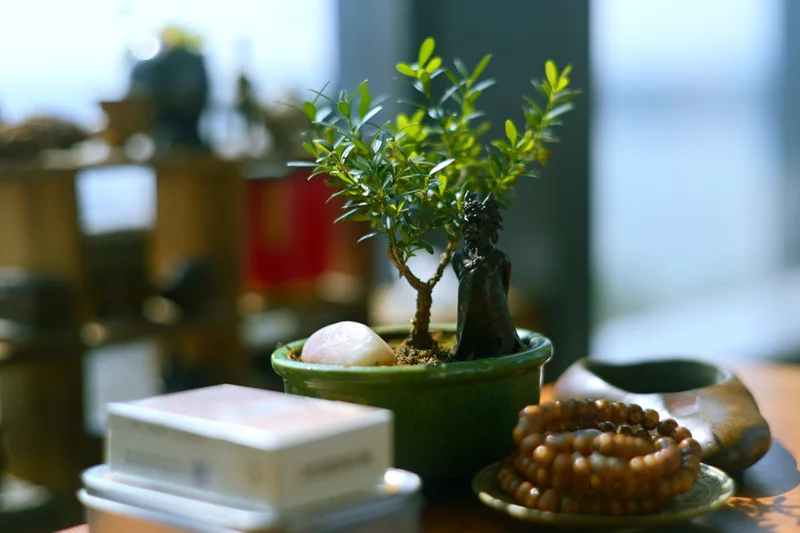 全开 F1.4：逆光的叶边泛着光晕